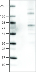 Lane 1: Marker [kDa]_br/_Lane 2: Negative control (vector only transfected HEK293T lysate) _br/_Lane 3: ACSL5 Over-expression Lysate (Co-expressed with a C-terminal myc-DDK tag (~3.1 kDa) in mammalian HEK293T cells, LY414108)