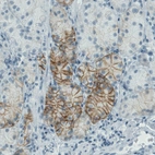 Immunohistochemical staining of human stomach shows moderate membranous immunoreactivity in glandular cells.
