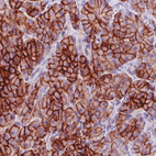 Immunohistochemical staining of human pancreas shows strong membranous and moderate cytopalsmic positivity in the exocrine cells.