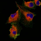 Immunofluorescence staining of U-251 cells using the Anti-PODXL monoclonal antibody, showing specific staining in the plasma membrane in green. Microtubule- and nuclear probes are visualized in red and blue, respectively (where available).