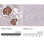 Anti-PODXL Antibody