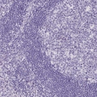 Immunohistochemical staining of human tonsil shows no positivity in lymphoid cells as expected.
