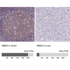 Anti-RBM3 Antibody