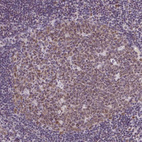 Immunohistochemical staining of human tonsil shows moderate nuclear positivity in lymphoid cells, mainly in germinal centra.