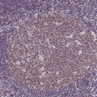 Immunohistochemical staining of human tonsil shows moderate nuclear positivity in lymphoid cells, mainly in germinal centra.