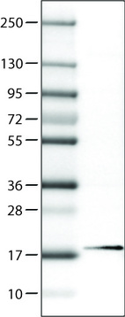 Anti-RBM3 Antibody