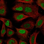 Immunofluorescence staining of U-2 OS cells using the anti-RBM3 monoclonal antibody, showing specific staining in the nucleoplasm in green. Microtubule- and nuclear probes are visualized in red and blue, respectively (where available).
