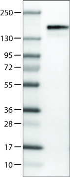 Anti-ANLN Antibody