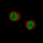 Immunofluorescence staining of A-431 cells using the Anti-ATAD2 monoclonal antibody, showing specific staining in nucleoplasm in green. Microtubule- and nuclear probes are visualized in red and blue, respectively (where available).