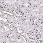 Immunohistochemical staining of human kidney shows moderate to strong nuclear positivity in cells in tubules and glomeruli.