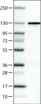 Anti-CTCF Antibody