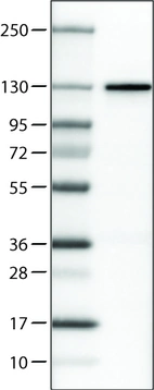 Lane 1: Marker [kDa]_br/_Lane 2: Human cell line U-251 MG