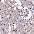 Anti-CTCF Antibody