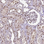 Immunohistochemical staining of human kidney shows moderate to strong nuclear positivity in cells in tubuli and glomeruli.