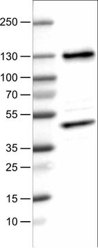 Lane 1: Marker [kDa]_br/_Lane 2: Human cell line U-251 MG