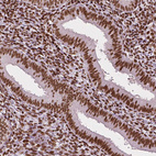 Anti-CTCF Antibody