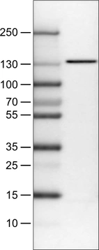 Lane 1: Marker [kDa]_br/_Lane 2: Human cell line U-251 MG
