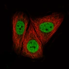 Immunofluorescence staining of MCF7 cells using the Anti-CTCF monoclonal antibody, showing specific staining in the nucleoplasm in green. Microtubule- and nuclear probes are visualized in red and blue, respectively (where available).