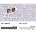 Anti-PODXL Antibody