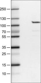 Lane 1: Marker [kDa]_br/_Lane 2: Negative control (vector only transfected HEK293T lysate) _br/_Lane 3: SATB2 Over-expression Lysate (Co-expressed with a C-terminal myc-DDK tag (~3.1 kDa) in mammalian HEK293T cells, LY414656)