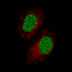 Immunofluorescence staining of A549 cells using the Anti-GDF15 monoclonal antibody, showing specific staining in the nucleus in green. Microtubule- and nuclear probes are visualized in red and blue, respectively (where available).