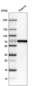 Anti-CNDP1 Antibody