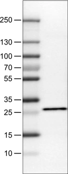 Lane 1: Marker [kDa]_br/_Lane 2: Human cell line RT-4