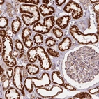 Immunohistochemical staining of human kidney shows strong positivity in cells in tubules.