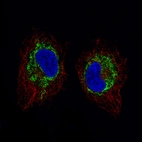 Immunofluorescence staining of A549 cells using the Anti-SDHB monoclonal antibody, showing specific staining in mitochondria in green. Microtubule- and nuclear probes are visualized in red and blue, respectively (where available).