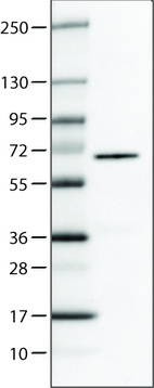 Anti-P4HA2 Antibody