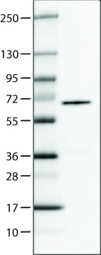Lane 1: Marker [kDa]_br/_Lane 2: Human cell line U-251 MG
