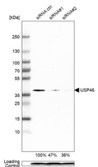 Anti-USP46 Antibody