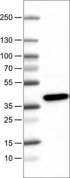 Lane 1: Marker [kDa]_br/_Lane 2: Human cell line U-251 MG