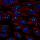 Immunofluorescence staining of U-2 OS cells using the anti-USP46 monoclonal antibody, showing specific staining in nucleoli in green. Microtubule- and nuclear probes are visualized in red and blue, respectively (where available).