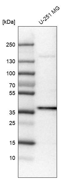 Anti-USP46 Antibody
