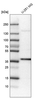Anti-USP46 Antibody