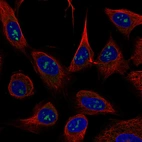 Immunofluorescence staining of U-2 OS cells using the anti-USP46 monoclonal antibody, showing specific staining in nucleoli in green. Microtubule- and nuclear probes are visualized in red and blue, respectively (where available).