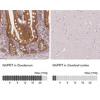 Anti-NAPRT Antibody
