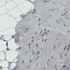 Immunohistochemical staining of human skeletal muscle shows moderate nuclear positivity in muscle fibers.