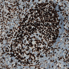 Immunohistochemical staining of human tonsil shows strong nuclear immunoreactivity in a subset of lymphoid cells.