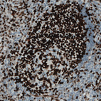 Anti-MEF2C Antibody