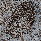 Immunohistochemical staining of human tonsil shows strong nuclear immunoreactivity in a subset of lymphoid cells.