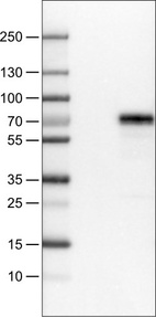 Lane 1: Marker [kDa]_br/_Lane 2: Negative control (vector only transfected HEK293T lysate) _br/_Lane 3: MEF2C Over-expression Lysate (Co-expressed with a C-terminal myc-DDK tag (~3.1 kDa) in mammalian HEK293T cells, LY419349)