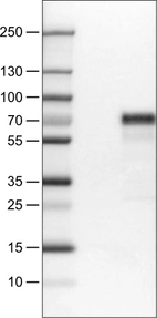 Lane 1: Marker [kDa]_br/_Lane 2: Negative control (vector only transfected HEK293T lysate)_br/_Lane 3: MEF2C Over-expression Lysate (Co-expressed with a C-terminal myc-DDK tag (~3.1 kDa) in mammalian HEK293T cells, LY419349)