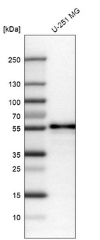 Anti-WWTR1 Antibody