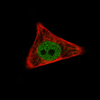 Immunofluorescence staining of PC-3 cells using the Anti-WWTR1 monoclonal antibody, showing specific staining in the nucleoplasm in green. Microtubule- and nuclear probes are visualized in red and blue, respectively (where available).