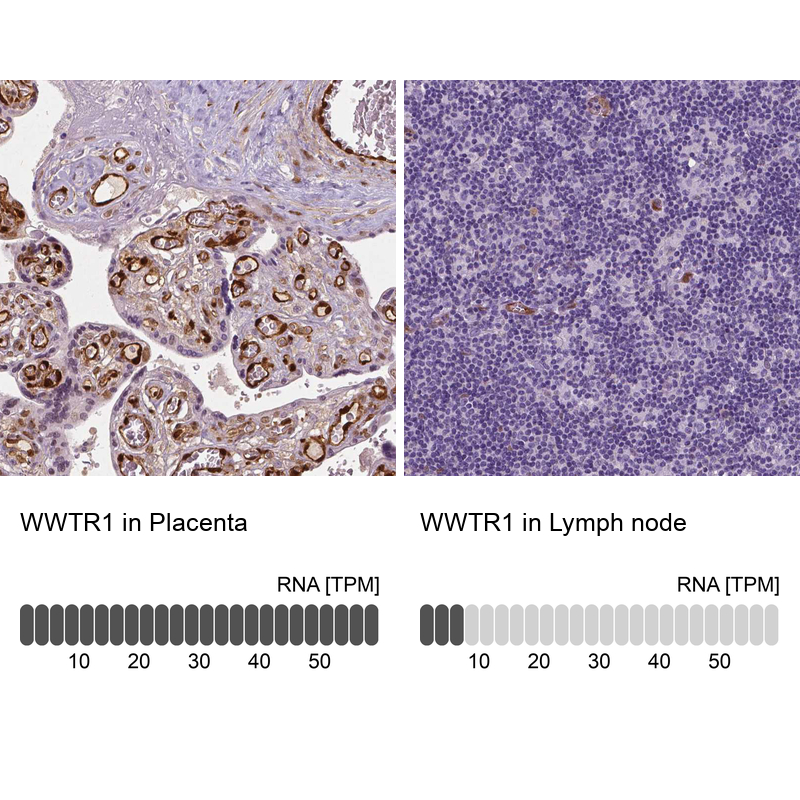 Anti-WWTR1 Antibody