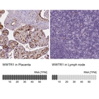 Anti-WWTR1 Antibody