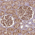 Immunohistochemical staining of human kidney shows strong nuclear and moderate cytoplasmic positivity in cells in tubules and in glomeruli.