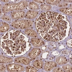 Immunohistochemical staining of human kidney shows strong nuclear and moderate cytoplasmic positivity in cells in tubules and in glomeruli.